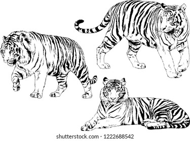 set of vector drawings on the theme of predators tigers are drawn by hand with ink tattoo logos