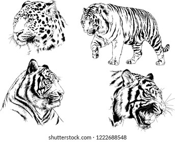 set of vector drawings on the theme of predators tigers are drawn by hand with ink tattoo logos