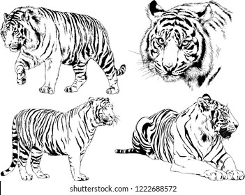 set of vector drawings on the theme of predators tigers are drawn by hand with ink tattoo logos