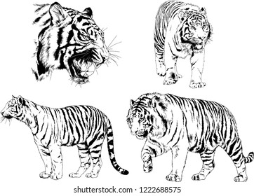 set of vector drawings on the theme of predators tigers are drawn by hand with ink tattoo logos