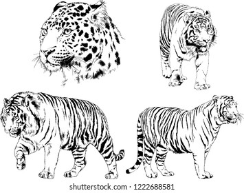 set of vector drawings on the theme of predators tigers are drawn by hand with ink tattoo logos
