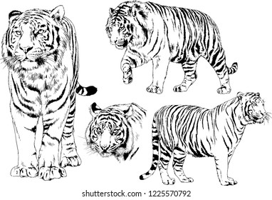 set of vector drawings on the theme of predators tigers are drawn by hand with ink tattoo logos