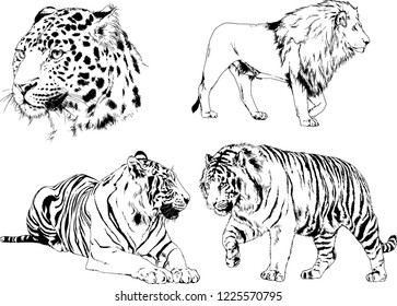 set of vector drawings on the theme of predators tigers are drawn by hand with ink tattoo logos