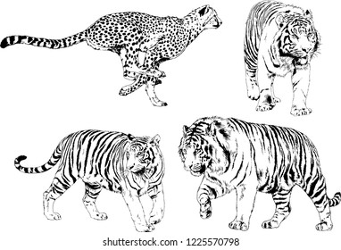 set of vector drawings on the theme of predators tigers are drawn by hand with ink tattoo logos