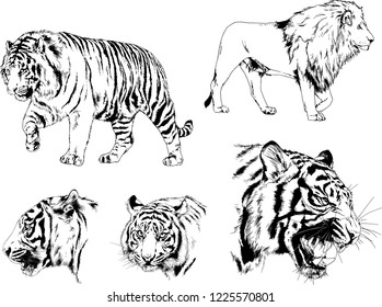 Tiger Drawn Ink Hands Predator Tattoo Stock Vector (Royalty Free ...