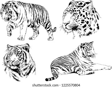 set of vector drawings on the theme of predators tigers are drawn by hand with ink tattoo logos