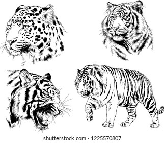 set of vector drawings on the theme of predators tigers are drawn by hand with ink tattoo logos