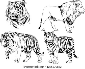 set of vector drawings on the theme of predators tigers are drawn by hand with ink tattoo logos