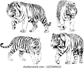 set of vector drawings on the theme of predators tigers are drawn by hand with ink tattoo logos