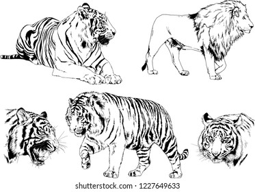 set of vector drawings on the theme of predators tigers are drawn by hand with ink tattoo logos