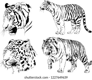 set of vector drawings on the theme of predators tigers are drawn by hand with ink tattoo logos