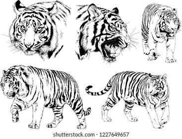 set of vector drawings on the theme of predators tigers are drawn by hand with ink tattoo logos