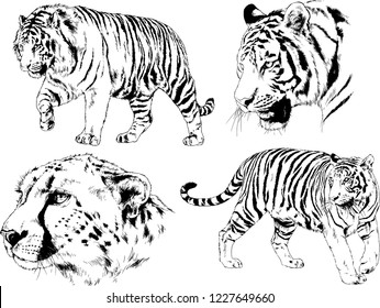 set of vector drawings on the theme of predators tigers are drawn by hand with ink tattoo logos