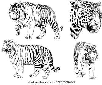 set of vector drawings on the theme of predators tigers are drawn by hand with ink tattoo logos