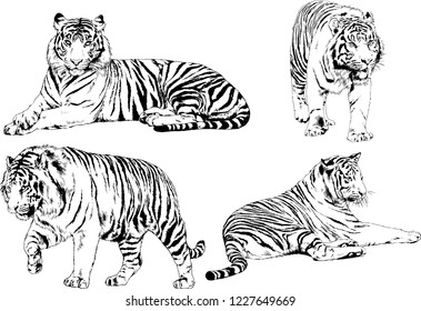 set of vector drawings on the theme of predators tigers are drawn by hand with ink tattoo logos