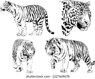 set of vector drawings on the theme of predators tigers are drawn by hand with ink tattoo logos