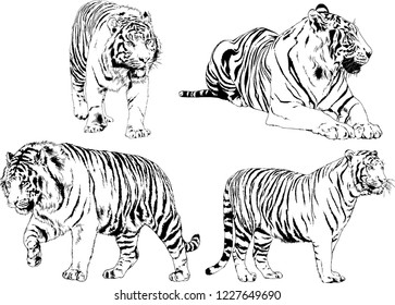 set of vector drawings on the theme of predators tigers are drawn by hand with ink tattoo logos