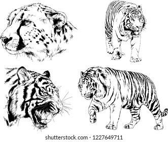 set of vector drawings on the theme of predators tigers are drawn by hand with ink tattoo logos