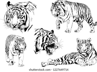 set of vector drawings on the theme of predators tigers are drawn by hand with ink tattoo logos