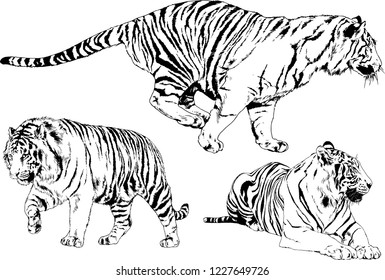 set of vector drawings on the theme of predators tigers are drawn by hand with ink tattoo logos