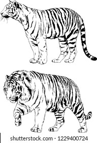 set of vector drawings on the theme of predators tigers are drawn by hand with ink tattoo logos