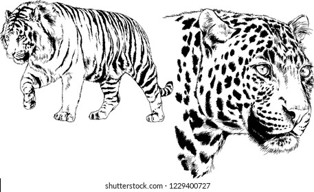 set of vector drawings on the theme of predators tigers are drawn by hand with ink tattoo logos