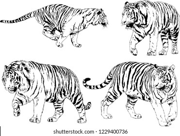 set of vector drawings on the theme of predators tigers are drawn by hand with ink tattoo logos