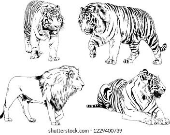 set of vector drawings on the theme of predators tigers are drawn by hand with ink tattoo logos