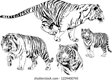 set of vector drawings on the theme of predators tigers are drawn by hand with ink tattoo logos