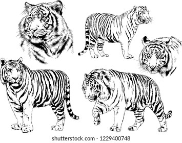 set of vector drawings on the theme of predators tigers are drawn by hand with ink tattoo logos