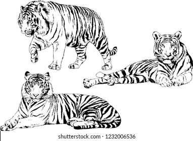set of vector drawings on the theme of predators tigers are drawn by hand with ink tattoo logos
