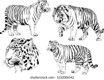 set of vector drawings on the theme of predators tigers are drawn by hand with ink tattoo logos