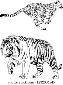 set of vector drawings on the theme of predator cats and tigers drawn by hand with ink tattoo logos