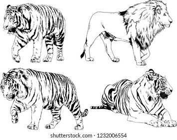 set of vector drawings on the theme of predators tigers are drawn by hand with ink tattoo logos