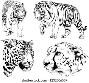 set of vector drawings on the theme of predator cats and tigers drawn by hand with ink tattoo logos