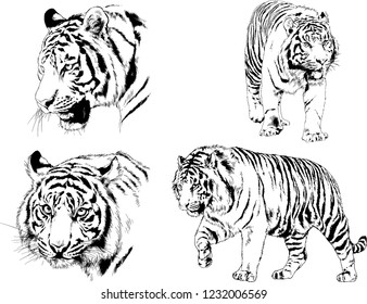 set of vector drawings on the theme of predators tigers are drawn by hand with ink tattoo logos