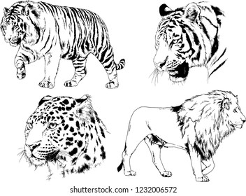 set of vector drawings on the theme of predator cats and tigers drawn by hand with ink tattoo logos