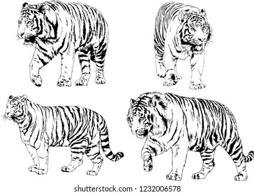 set of vector drawings on the theme of predators tigers are drawn by hand with ink tattoo logos