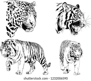 set of vector drawings on the theme of predator cats and tigers drawn by hand with ink tattoo logos