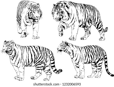 set of vector drawings on the theme of predators tigers are drawn by hand with ink tattoo logos