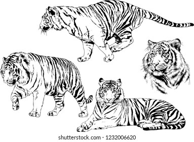 set of vector drawings on the theme of predators tigers are drawn by hand with ink tattoo logos