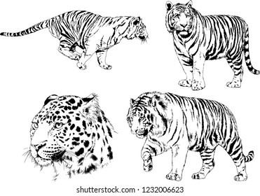 set of vector drawings on the theme of predators tigers are drawn by hand with ink tattoo logos