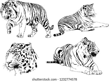 set of vector drawings on the theme of predators tigers are drawn by hand with ink tattoo logos