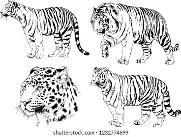 set of vector drawings on the theme of predators tigers are drawn by hand with ink tattoo logos