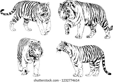 set of vector drawings on the theme of predators tigers are drawn by hand with ink tattoo logos