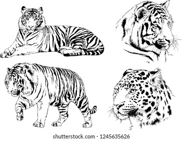 set of vector drawings on the theme of predators tigers are drawn by hand with ink tattoo logos