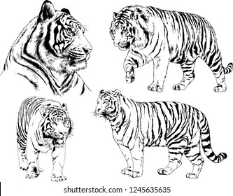 set of vector drawings on the theme of predators tigers are drawn by hand with ink tattoo logos