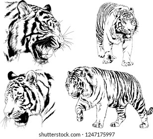 set of vector drawings on the theme of predators tigers are drawn by hand with ink tattoo logos