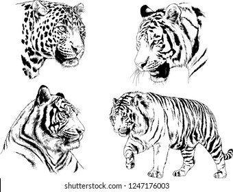 set of vector drawings on the theme of predators tigers are drawn by hand with ink tattoo logos