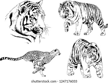 set of vector drawings on the theme of predators tigers and cheetah are drawn by hand with ink tattoo logos